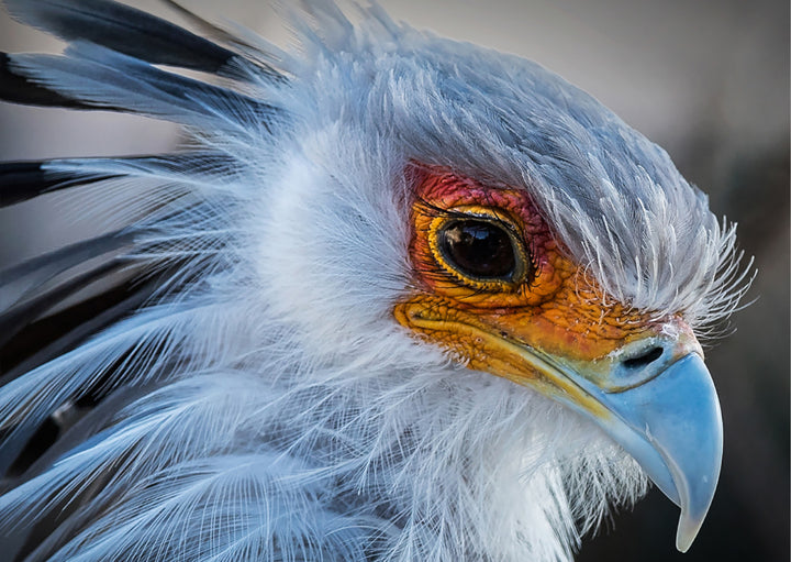 Poster - Beak