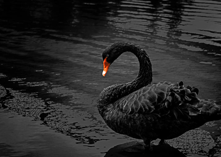 Poster - Black Swan