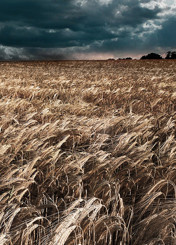Ljuddämpande tavla - Field