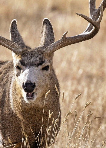 Ljuddämpande tavla - Antler