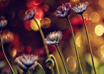 Tavla - Dandelions (80x120cm)