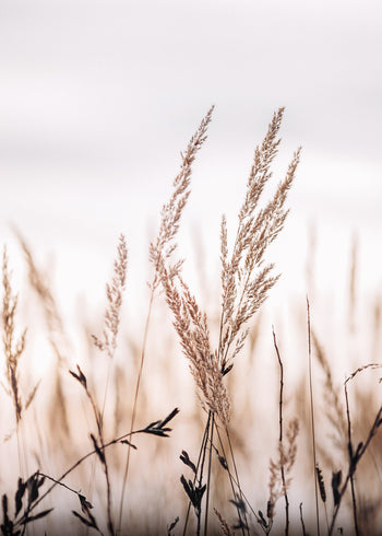 Canvastavla - Dusty Sky (45x60)