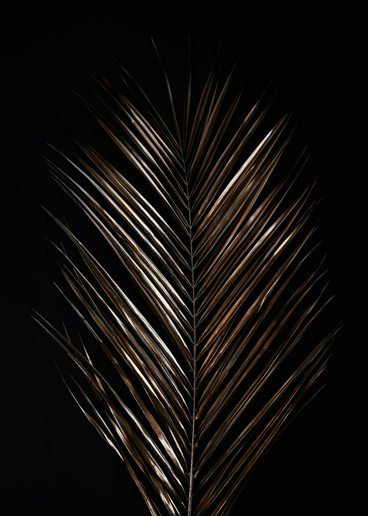 Canvastavla - Areca (120x180)
