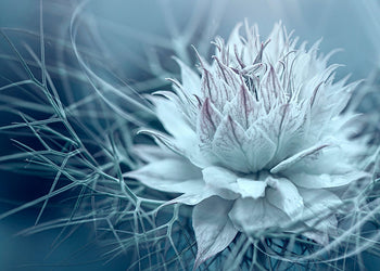 Canvastavla - Lotus (80x120)