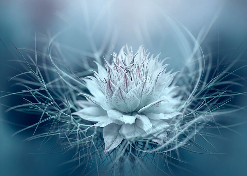 Canvastavla - Lotus (80x120)