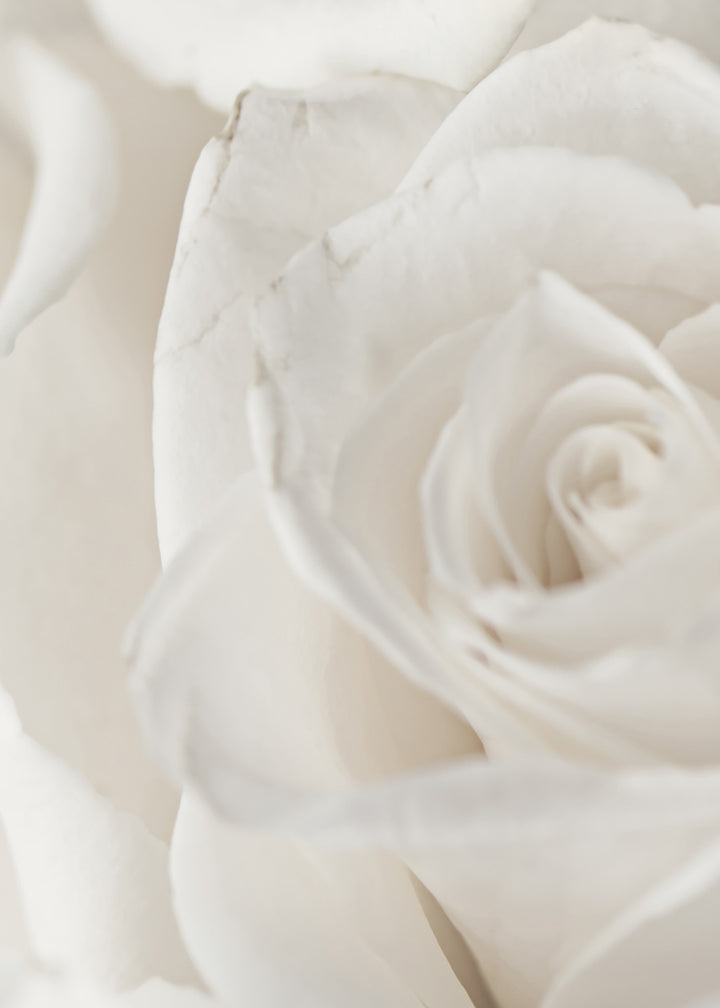 Canvastavla - Charming Roses (50x70)