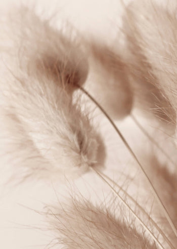 Canvastavla - Soft Pampas No2 (70x100)