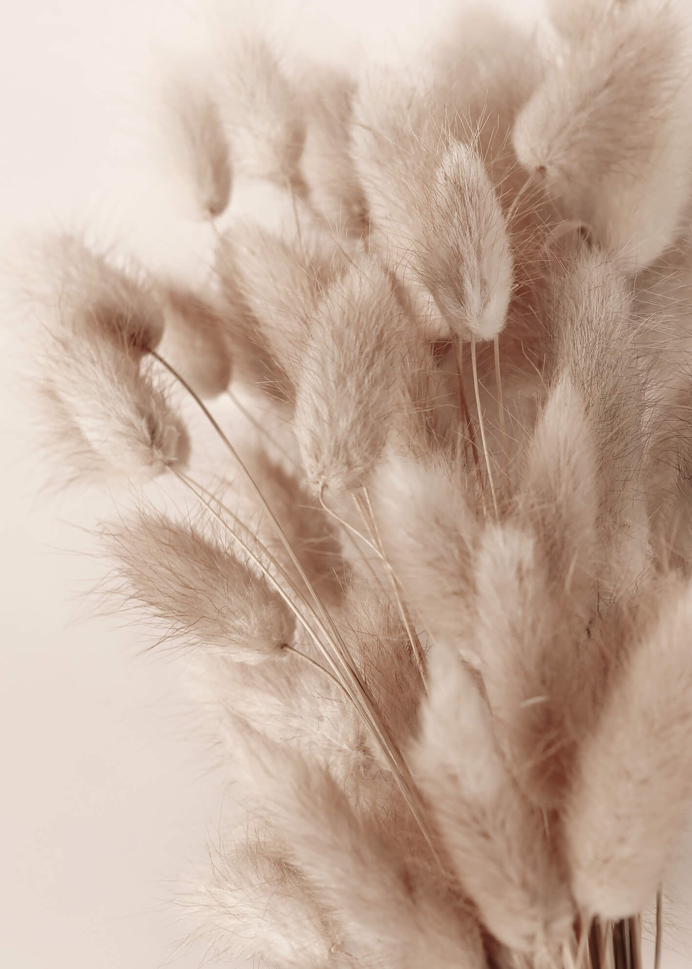 Canvastavla - Soft Pampas No2 (70x100)