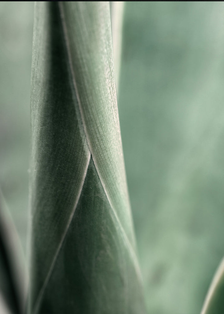 Poster - Bambu