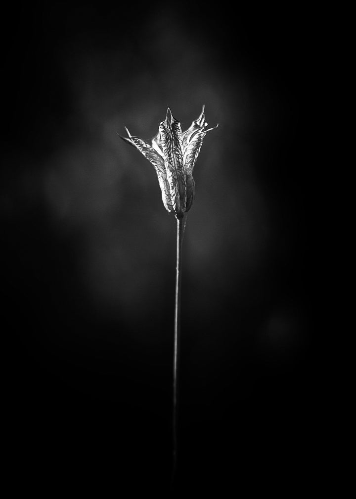 Poster - Bloom in The Light