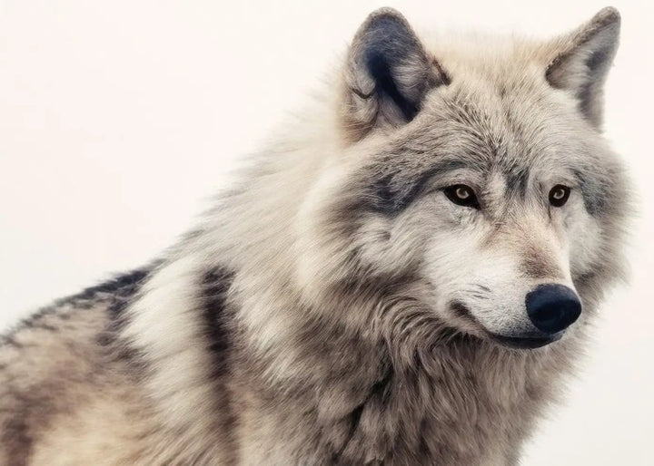 Canvas Schilderij - Grey Wolf