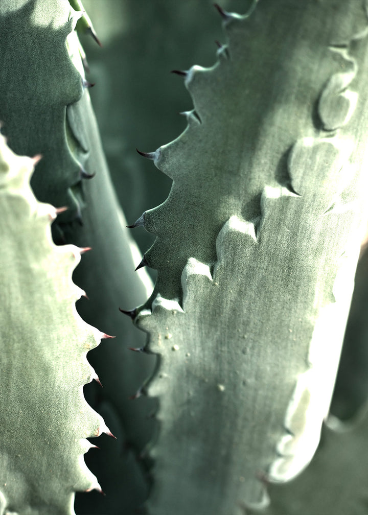 Poster - Aloe