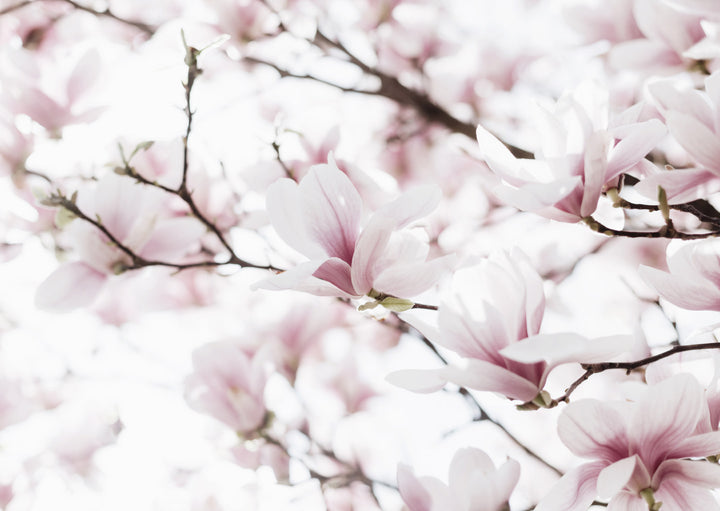 Poster - Blossoms of Magnolia